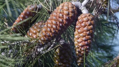 Pine fruits on tree in spring Stock Footage 73927824