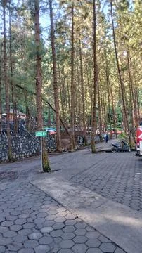 Pine garden Foto stock