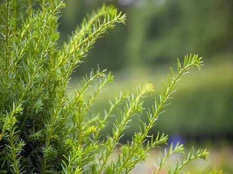 Pine green branch on green background Stock-Footage 81560833