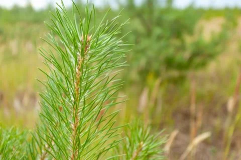 Pine green branch Stock Photos