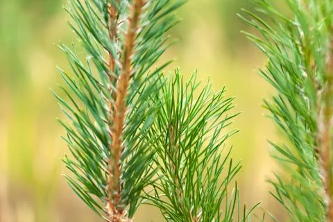 Pine green branch Stock Photos