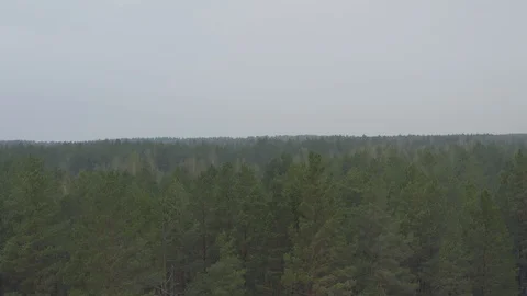 Pine green forest in a mountainous area near the river in the Baltic States Video stock 120317234