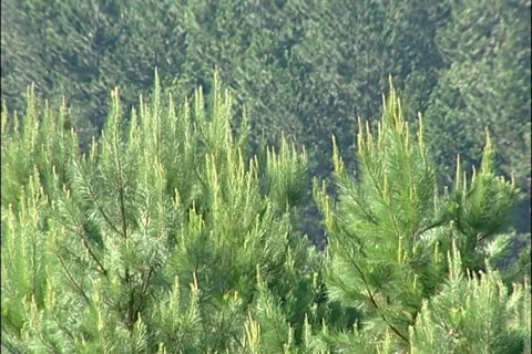 Pine Green Forest SD-10 库存影片 37670325