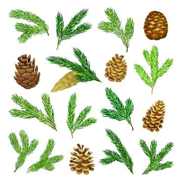 Pine Green Needle Branch and Cones Big Vector Set Stock Illustration