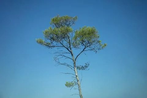 A pine green tree in the middle of a blue sky background of Mediterranean Sea Stock Photos