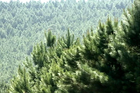 Pine Green wood Forest SD-08 库存影片 37670370