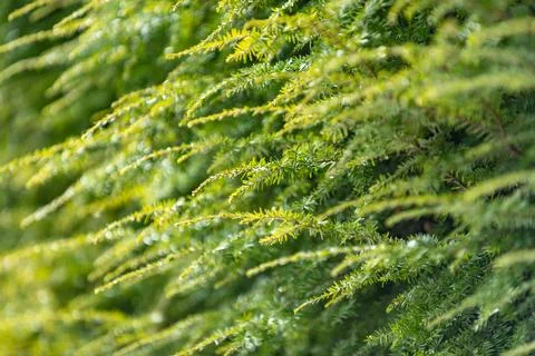 Pine greenery on background. Conifer needles in pattern. Evergreen foliage .. Stock Photos