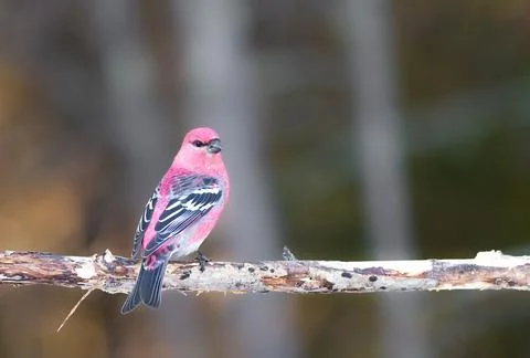 Pine grosbeak perched on a tree in Sax Zim Bog Stock Photos