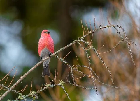 Pine Grosbeak Stock Photos