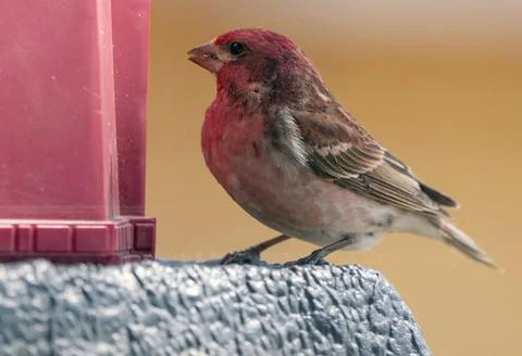 Pine Grosbeak Saskatchewan Stock Photos