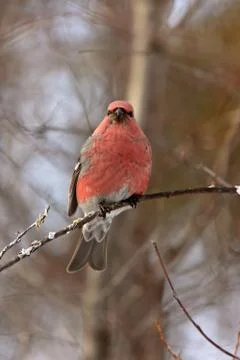 Pine Grosbeak in Winter Stock Photos
