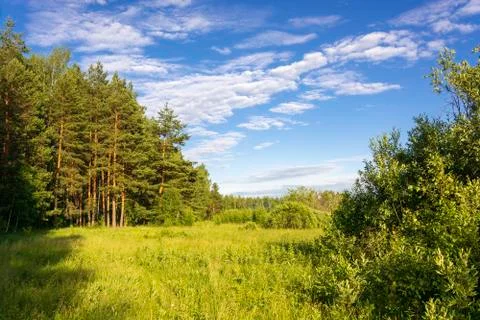 Pine grove in the bright rays of the setting sun and a beautiful cloudy sky. Stock Photos