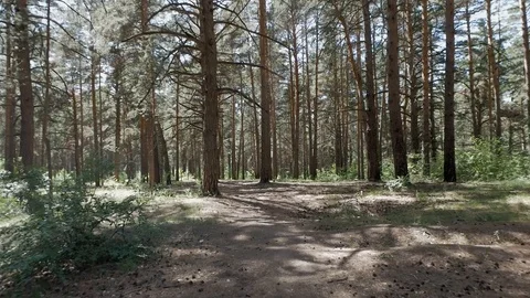 Pine grove Stock Footage 115853109
