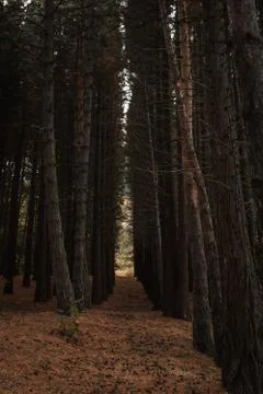 Pine Grove Forms Corridor Tunnel Stock Photos