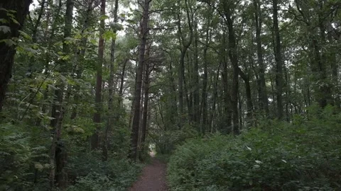 Pine grove path on the seashore. Baltic Sea. Vídeo Stock 244061936