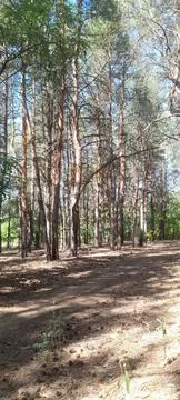 Pine grove Stockfoto's