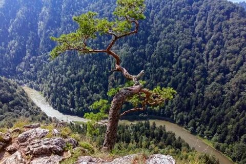 Pine growing above deep mountain gorge Stock Photos