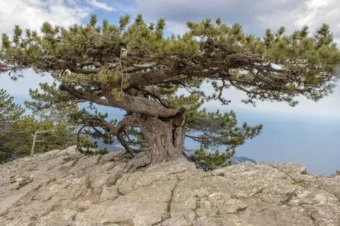 Pine growing in the rock Stock Photos