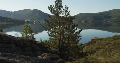 Pine grows among the rocks on the shore of a mountain lake Stock Footage 142126718