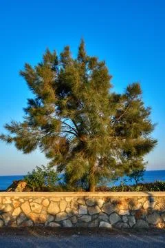 Pine grows behind a low stone fence Stock Photos
