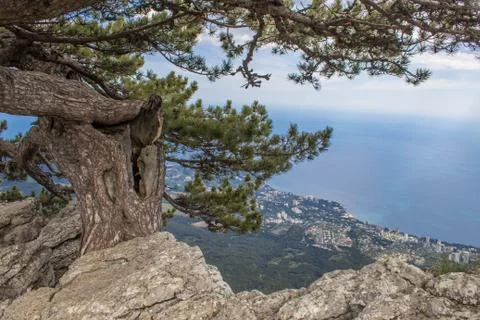 Pine grows in the rock on the cliff Stock Photos