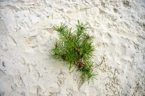 Pine grows in the sand Stock Photos