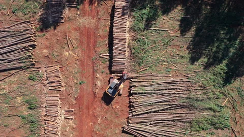 Pine harvesting operation with timber stacks and forestry machinery in a Stock Footage 342756968