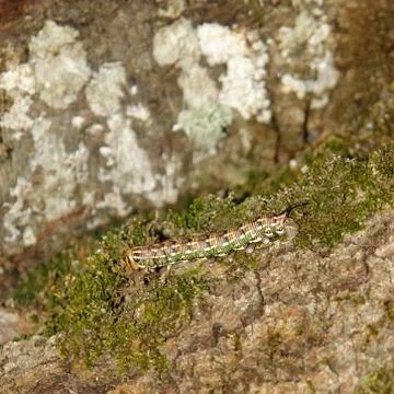 Pine hawk-moth caterpillar Stock Photos
