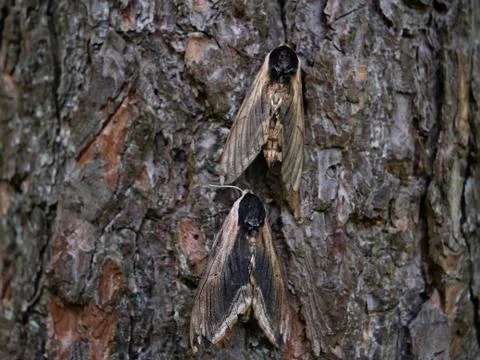 Pine hawk-moth mimicry on a tree. Stock-Fotos