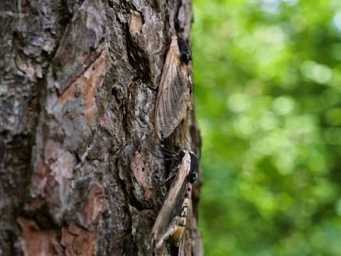 Pine hawk-moth mimicry on a tree. Foto stock