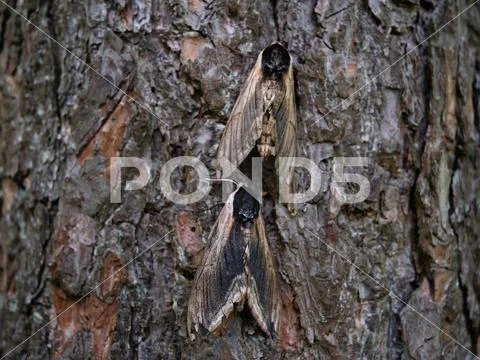 Pine hawk-moth mimicry on a tree. Stock Photos
