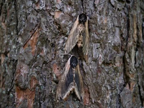 Pine hawk-moth mimicry on a tree. Stock Photos