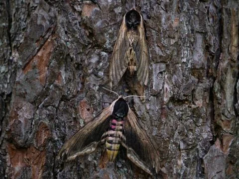 Pine hawk-moth mimicry on a tree. 스톡 사진