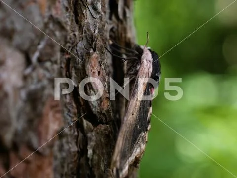 Pine hawk-moth mimicry on a tree. Stock Photos