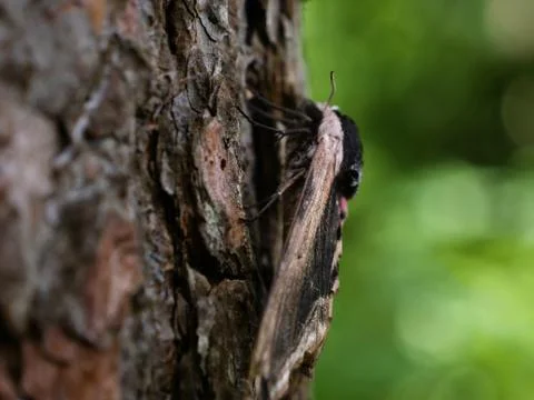 Pine hawk-moth mimicry on a tree. Stock-Fotos