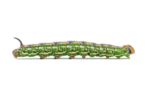 Pine hawk moth sphinx pinastri caterpillar Stock Photos