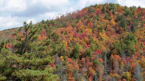 Pine Hill Stock Footage 6587680