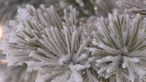 Pine in hoarfrost 動画素材 169428975