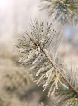Pine with hoarfrost Stock Photos
