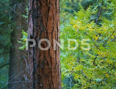 Pine on the Holt Apache Trail, Gila Wilderness, New Mexico Stock Photos