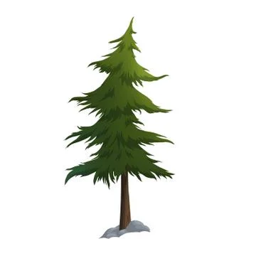 Pine Stock Illustration