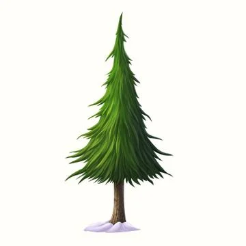 Pine Stock Illustration