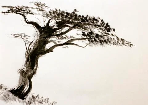 Pine Stock Illustration