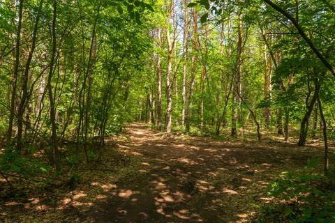 Pine island in a deciduous forest Stock Photos