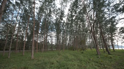 Pine jungle view on the evening 스톡 동영상 104039257