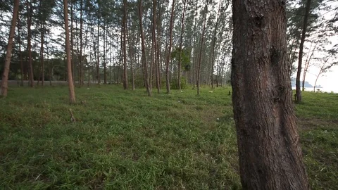 Pine jungle view on the evening Stock Footage 104039320