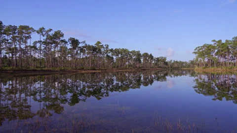 Pine Key Pan Stock Footage 247740302