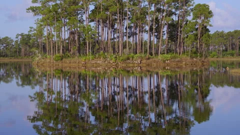 Pine Key Tilt Up Stock Footage 247740117
