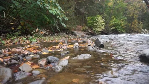 Pine Kill Rushing Water (4) Stock Footage 163168044