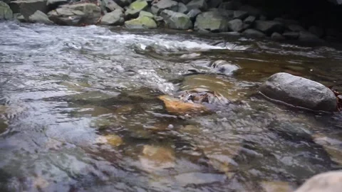 Pine Kill Rushing Water (5) Stock Footage 163167571